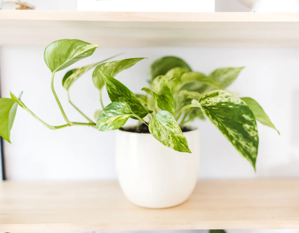 نگهداری گل پتوس در خاک