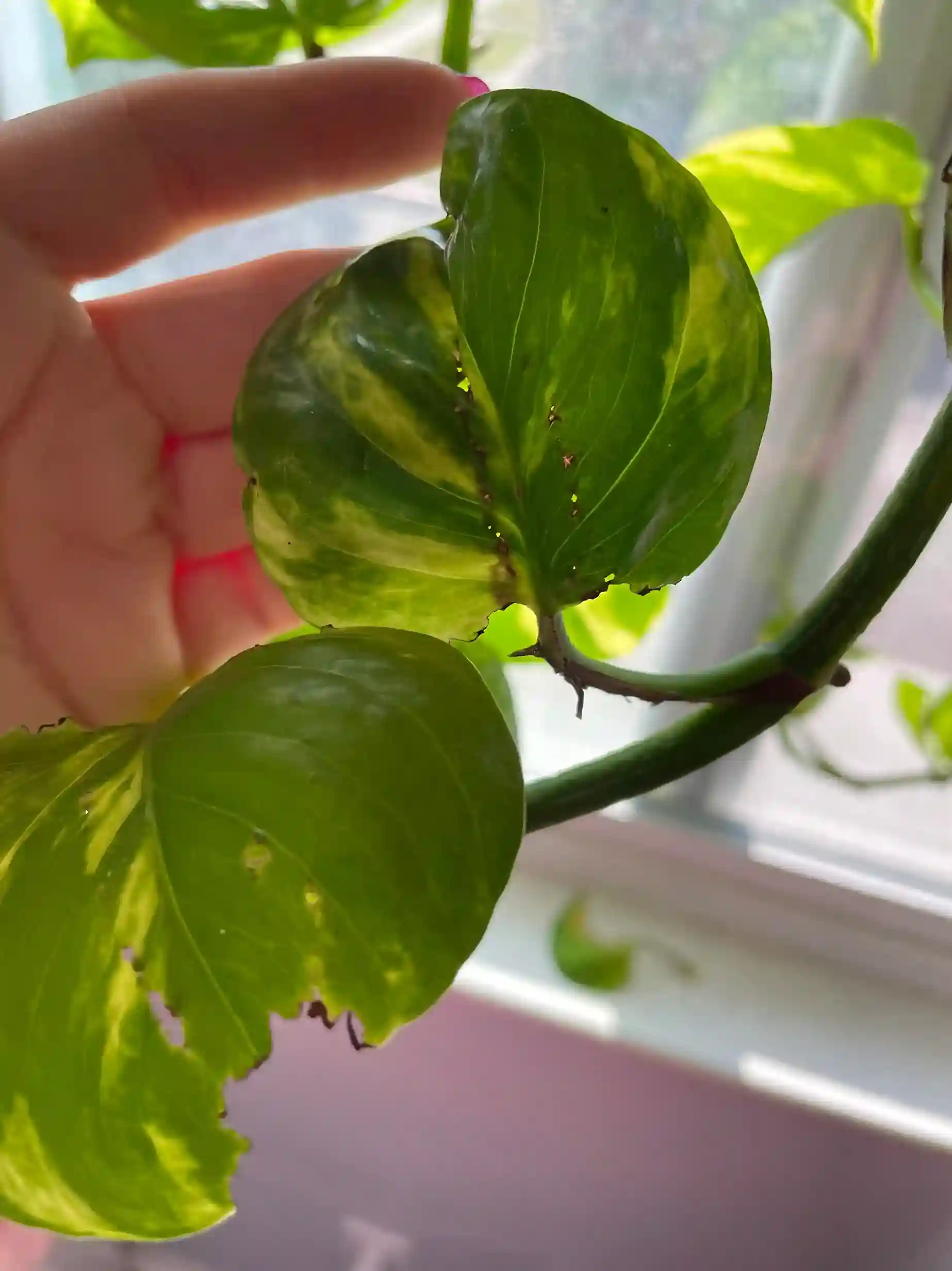 دلیل سوراخ شدن برگ پتوس