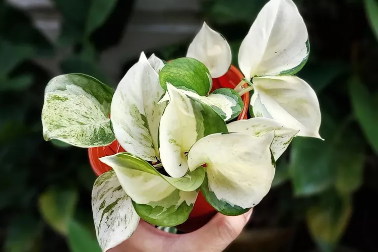 نگهداری انواع پتوس