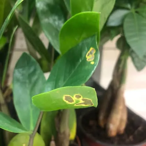 درمان-بیماری-های-گل-زاموفیلیا