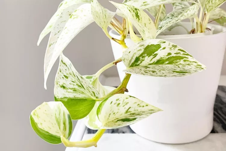 آشنایی با انواع پتوس