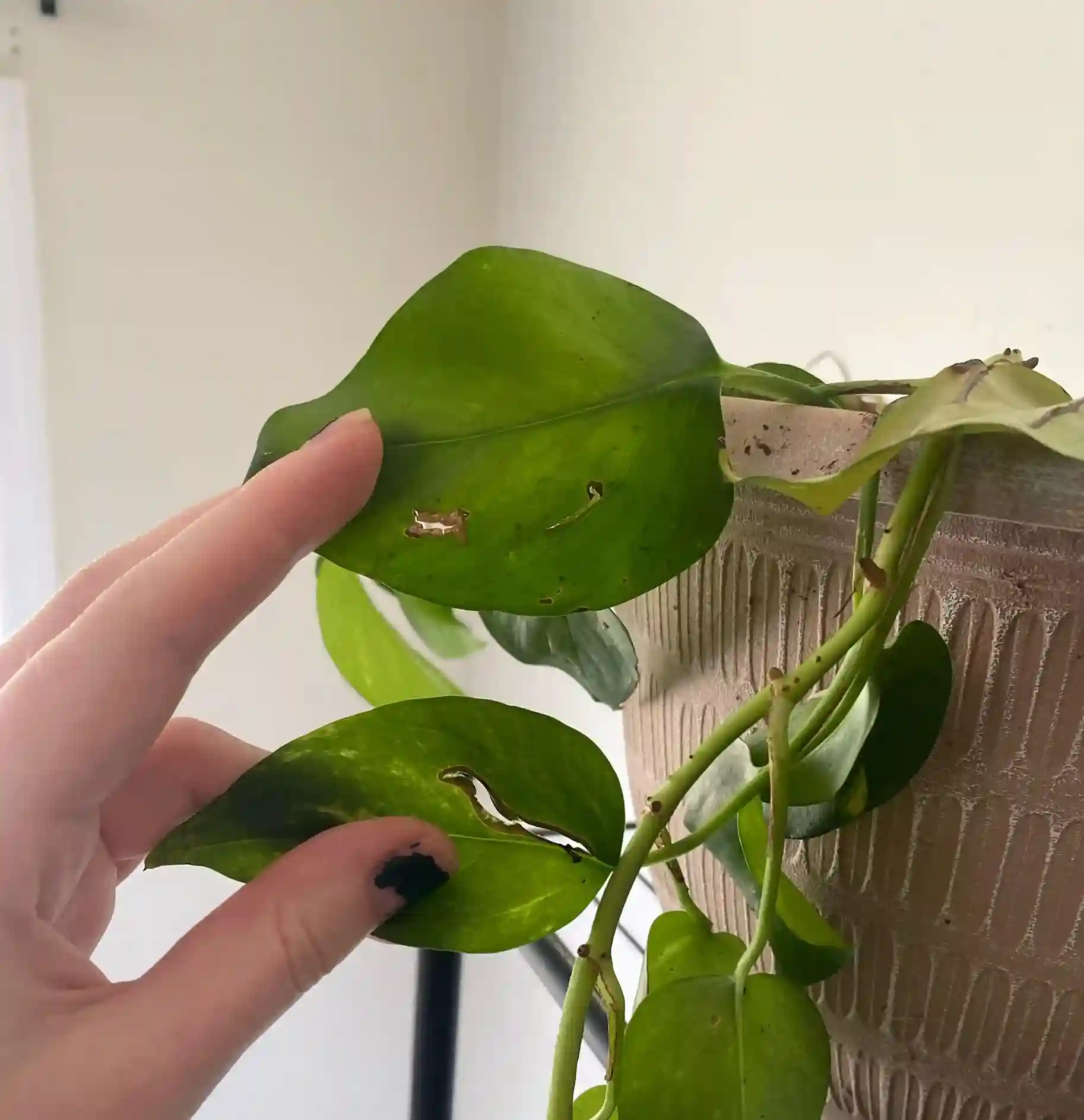 درمان سوراخ شدن برگ پتوس