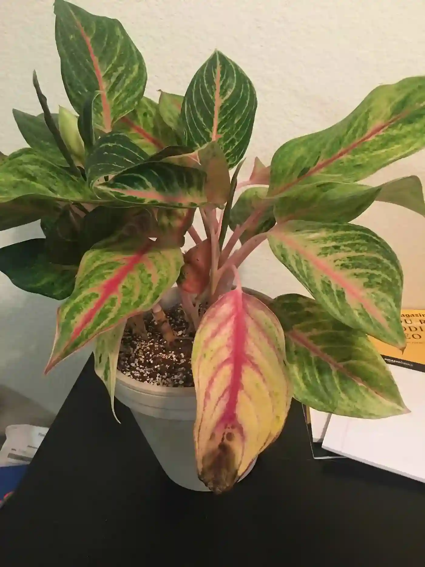 سوختگی برگ آگلونما