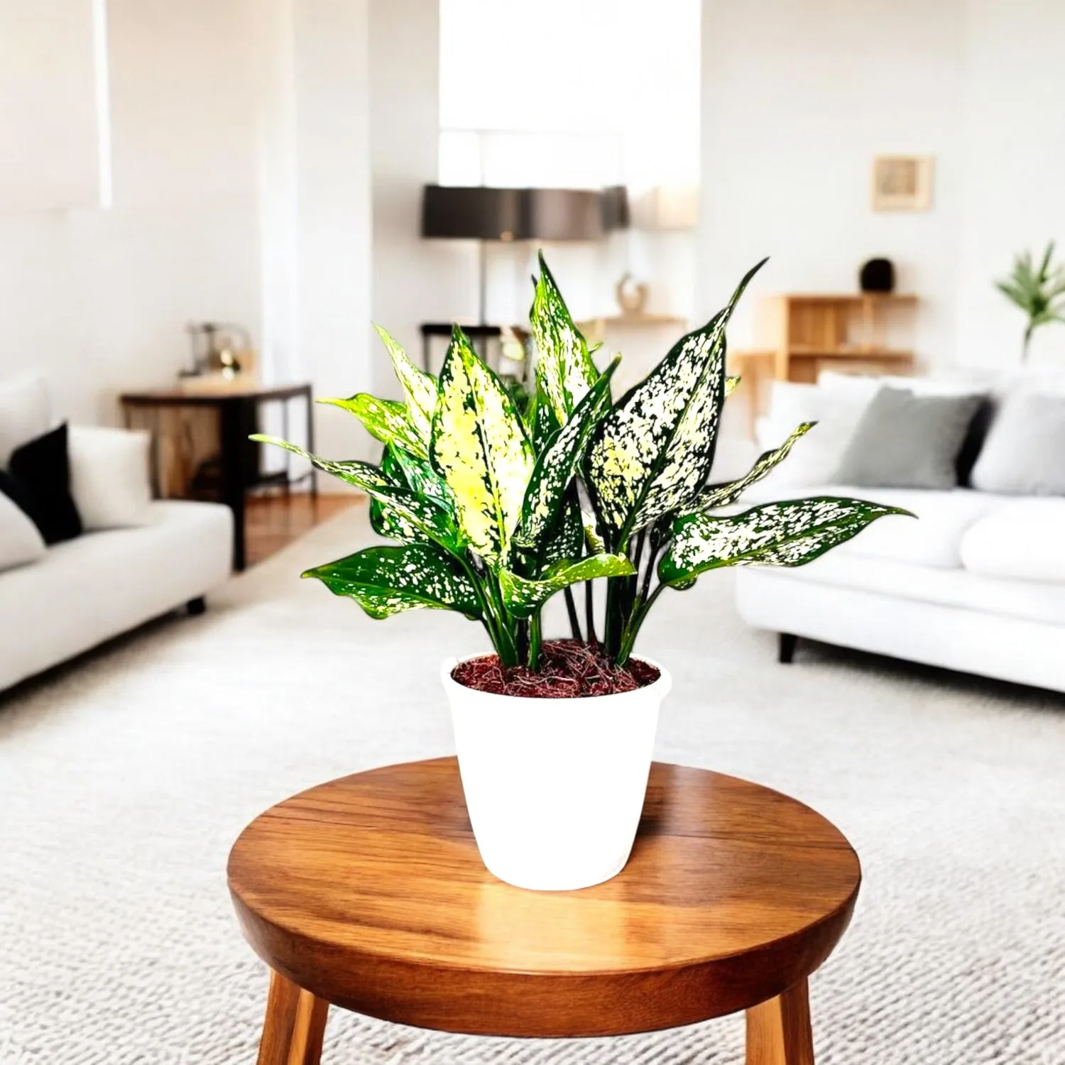 خاک مناسب برای نگهداری آگلونما برفی