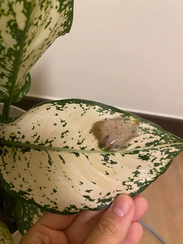 قارچی شدن آگلونما