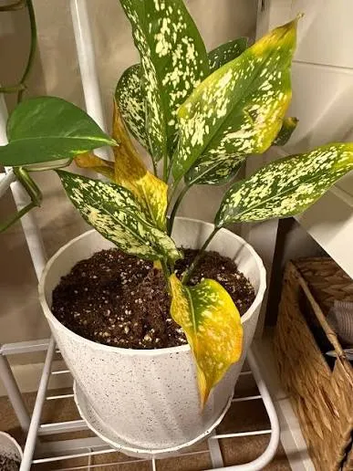 زرد شدن برگ آگلونما از پایین