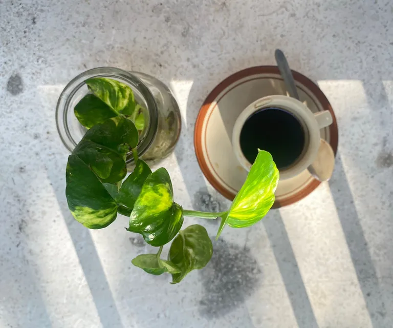 تقویت کننده خانگی گل پتوس