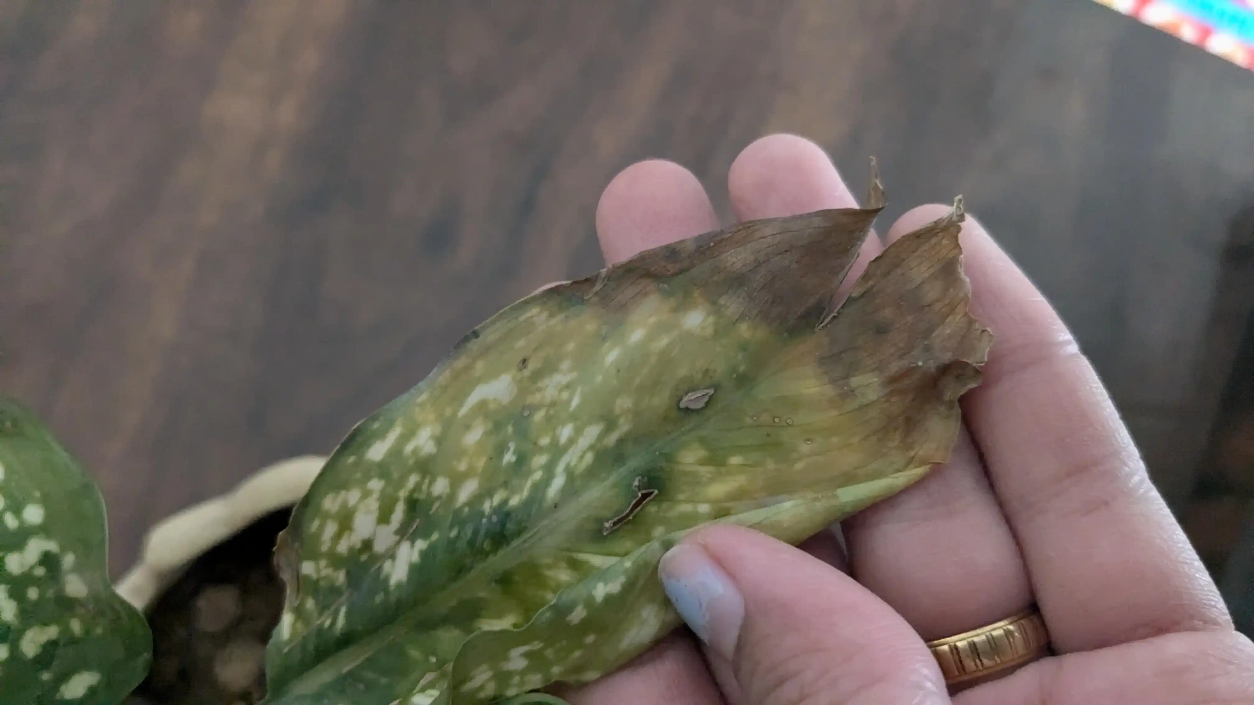 درمان قارچ گل آگلونما