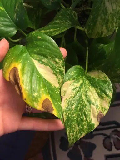 علت زرد شدن برگ پتوس