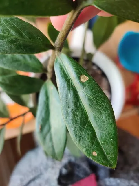 درمان-مشکلات-گل-زاموفیلیا