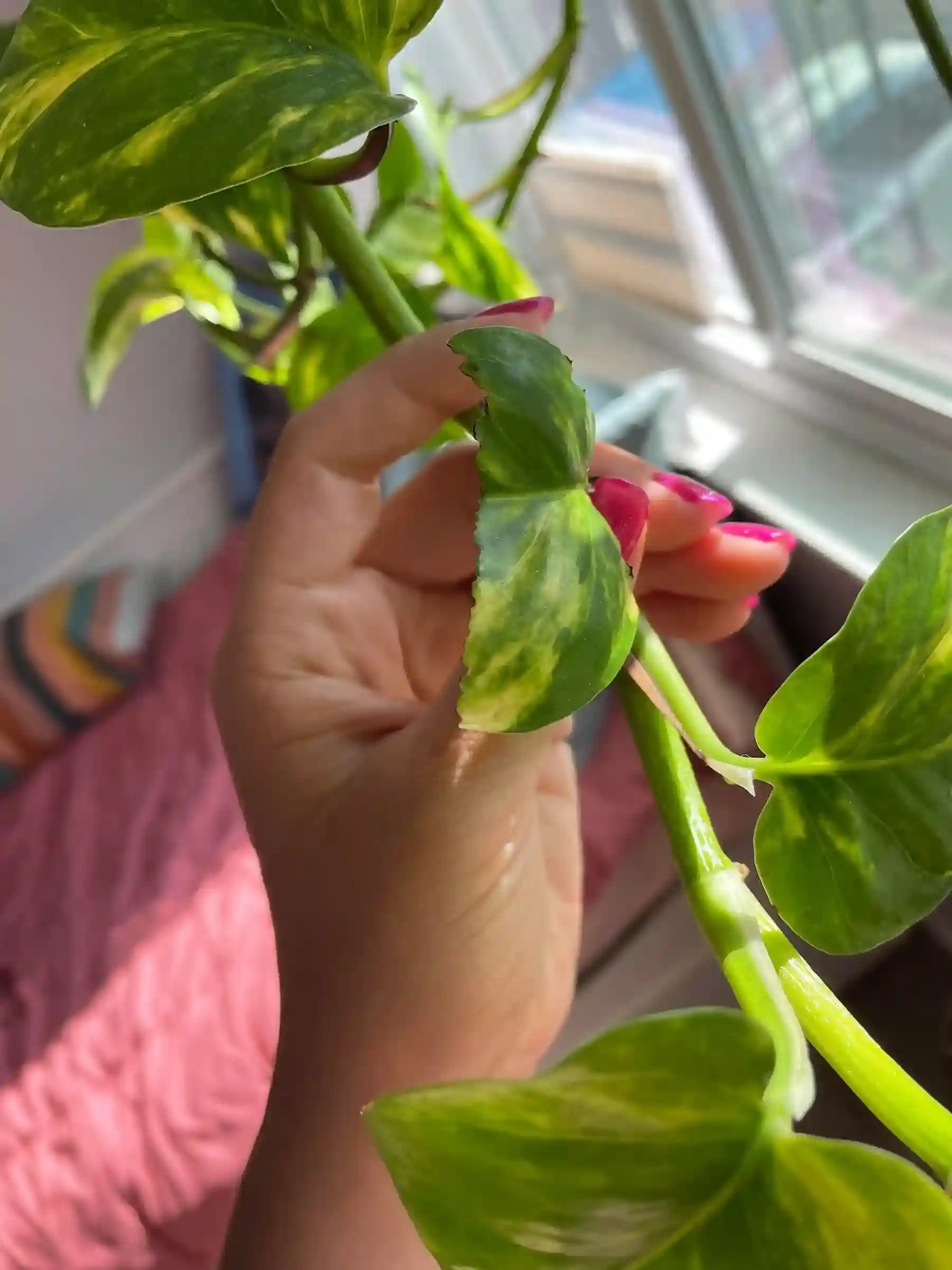 علت پارگی برگ پتوس