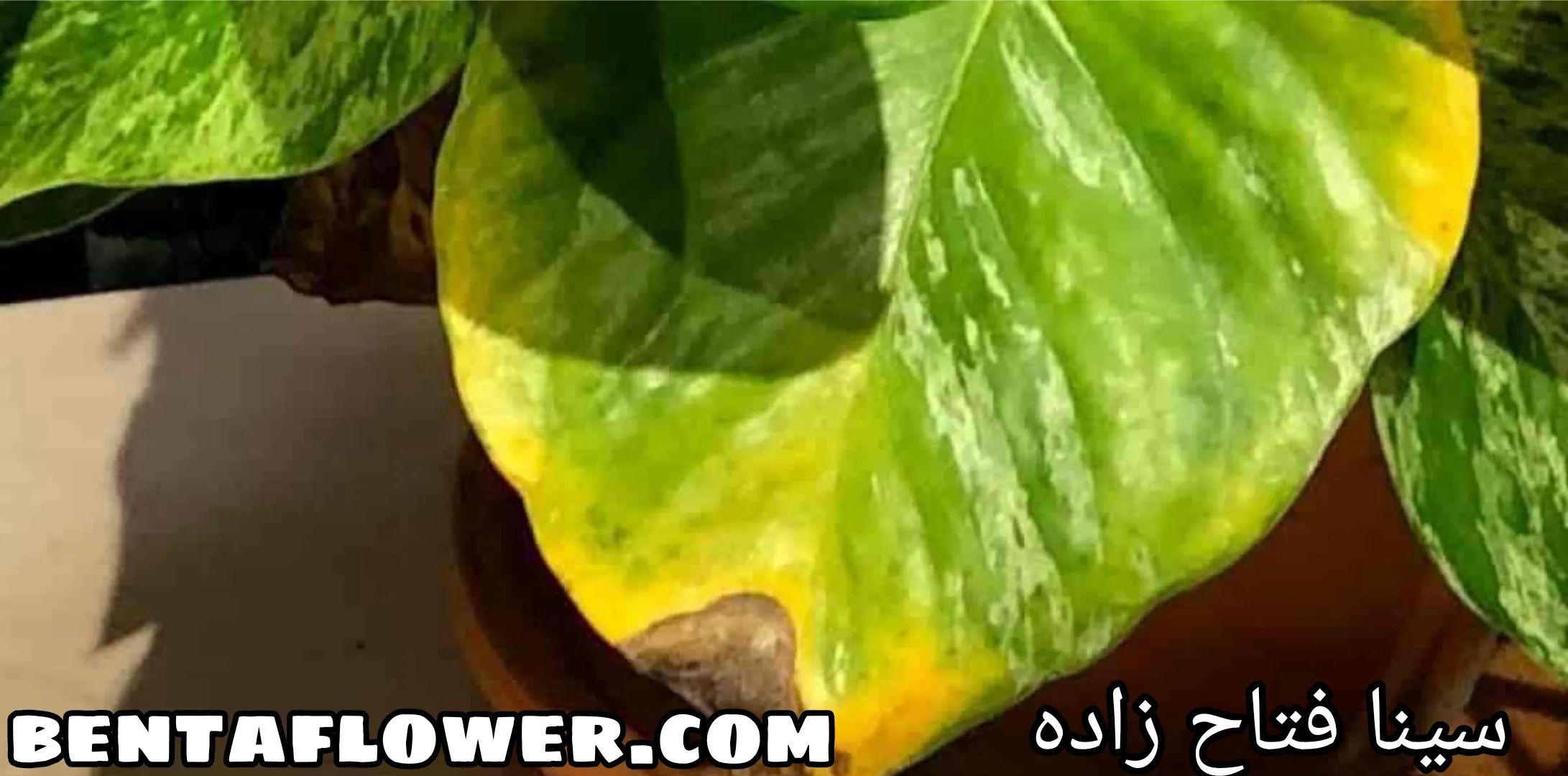 علت سوختن نوک برگ پتوس