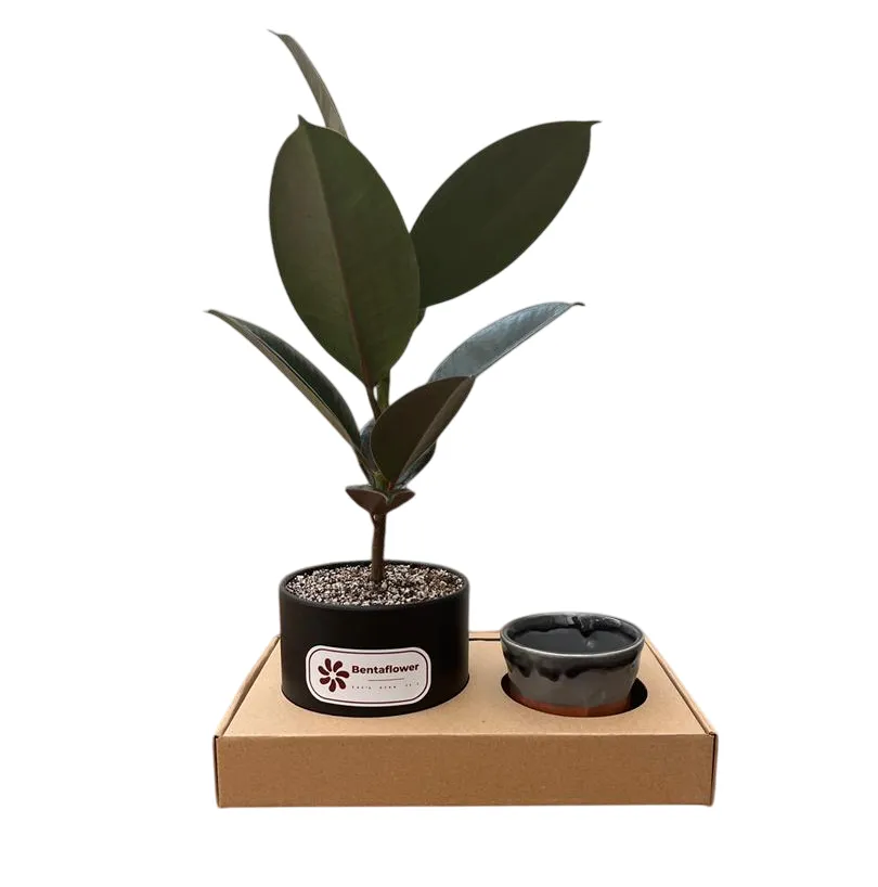 پک هدیه شرکتی | فیکوس سبز