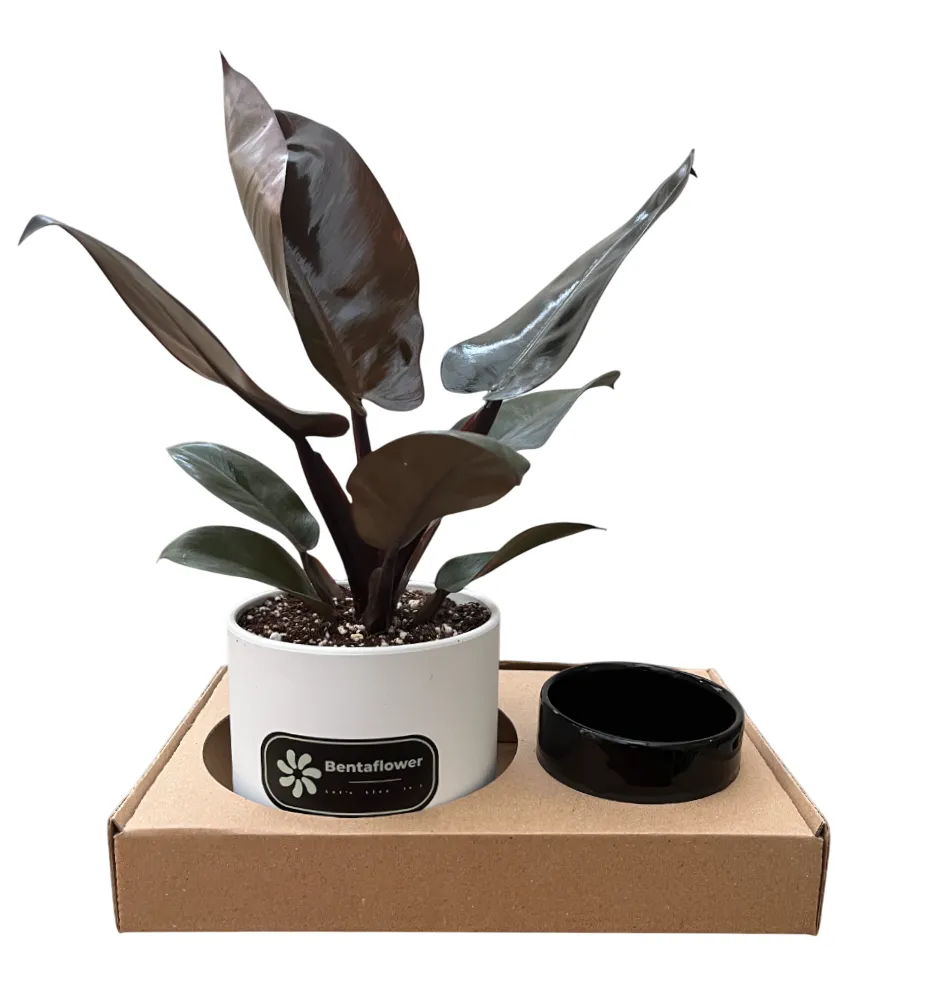 پک هدیه شرکتی | فیلودندرون بلک کاردینال