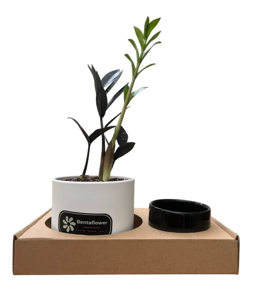 پک هدیه شرکتی | زاموفیلیا بلک