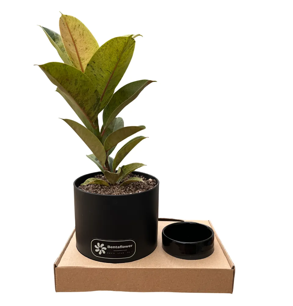 پک هدیه شرکتی | فیکوس ببری