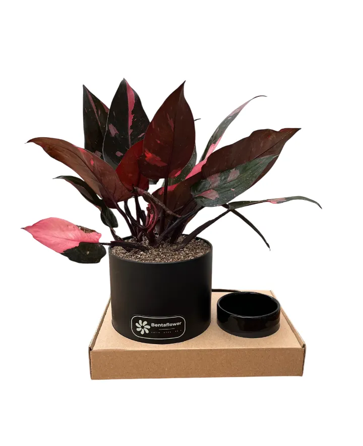 پک هدیه شرکتی | فیلودندرون پینک پرنس