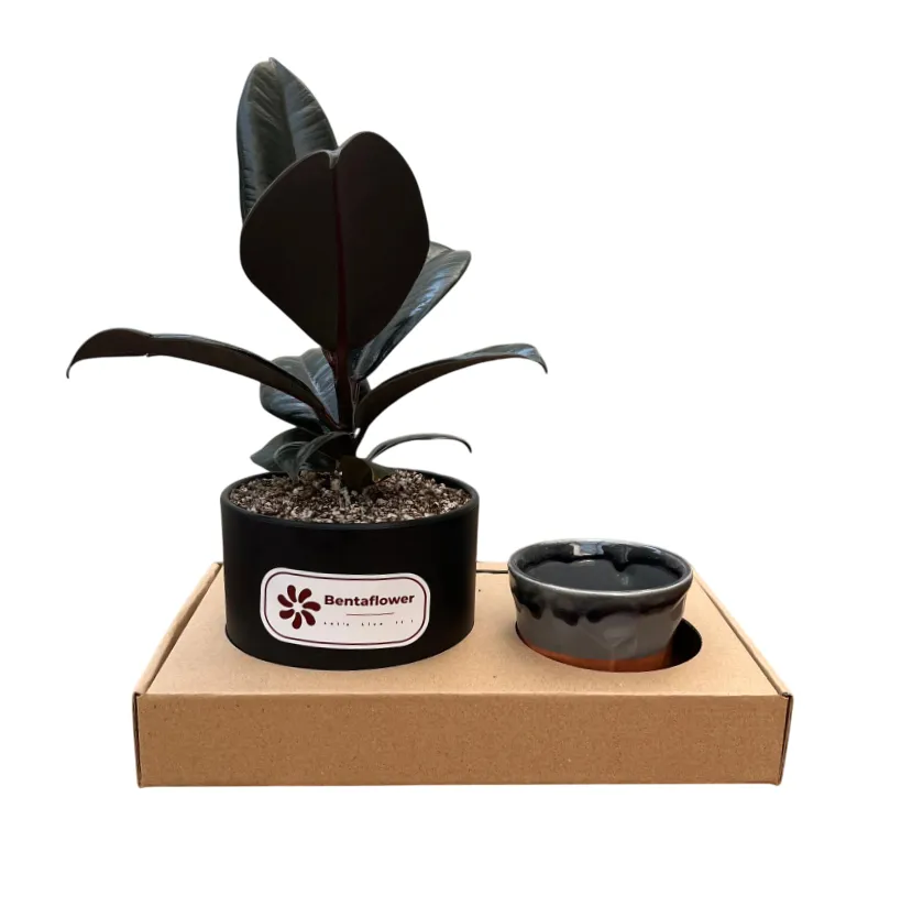 پک هدیه شرکتی | فیکوس بلک