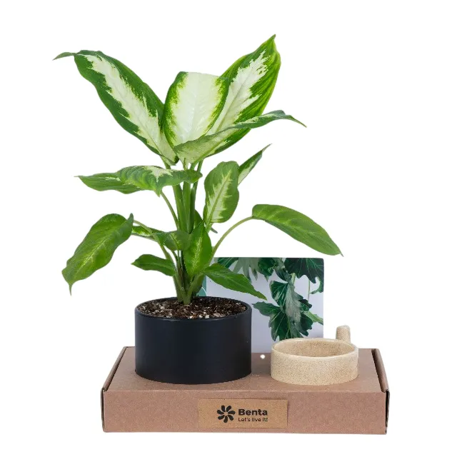 پک هدیه شرکتی | دیفن کاملیا