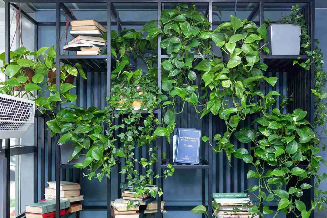 رشد انفجاری پتوس | روش‌های تضمینی برای پربرگ شدن گل پتوس