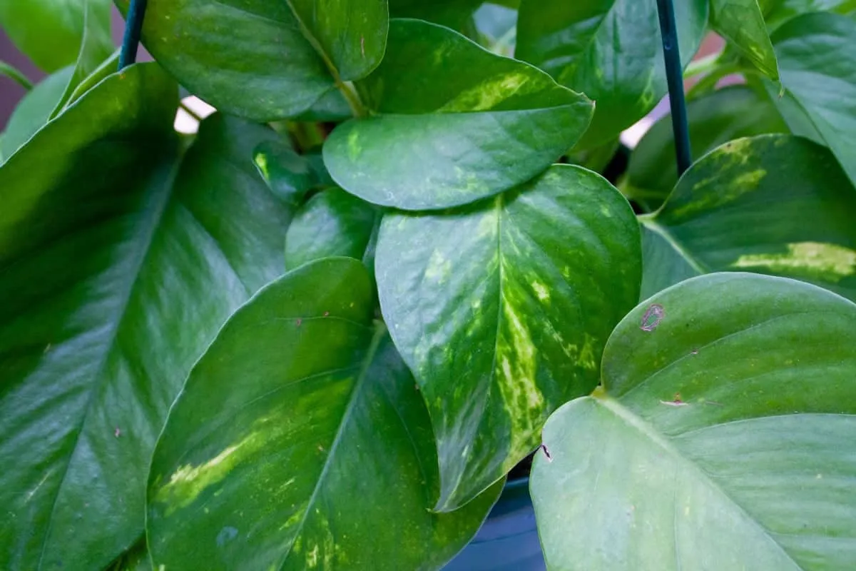 فواید گل پتوس : چرا این گیاه آپارتمانی باید در خانه شما باشد؟