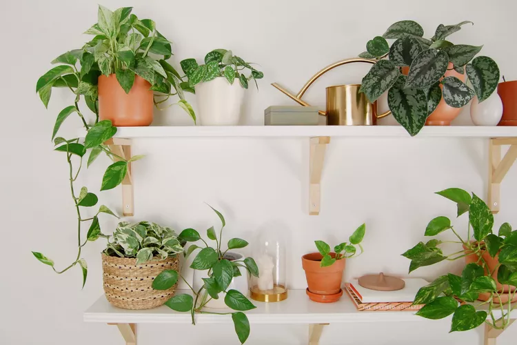 انواع پتوس : راهنمای جامع برای شناخت و پرورش این گیاه