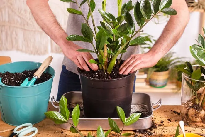 آموزش رشد سریع زاموفیلیا و تقویت گل زاموفیلیا با هورمون رشد