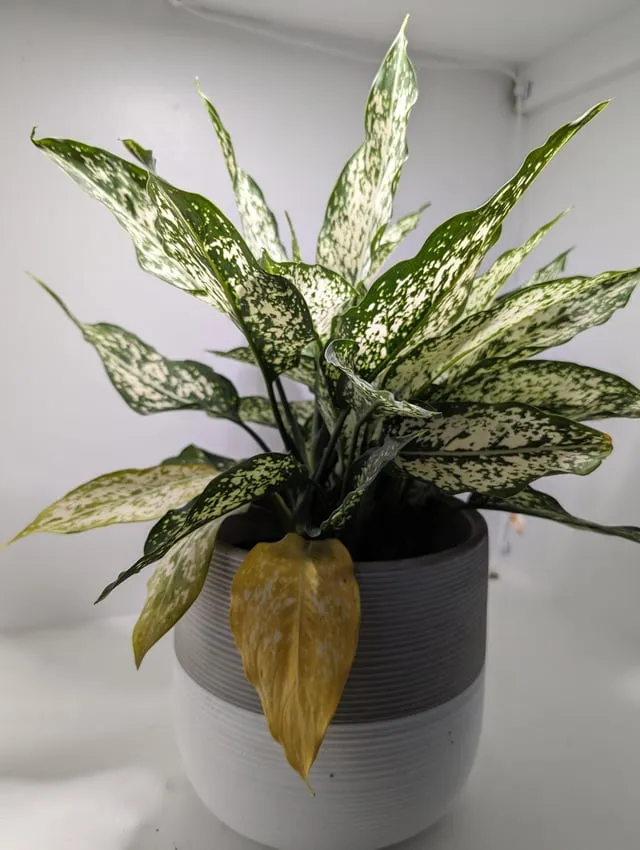 علت زردی برگ گل آگلونما از پایین