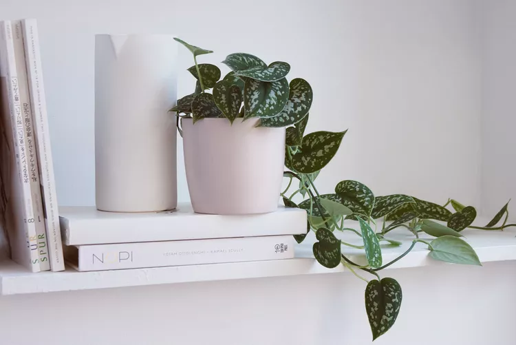 معنی گل پتوس