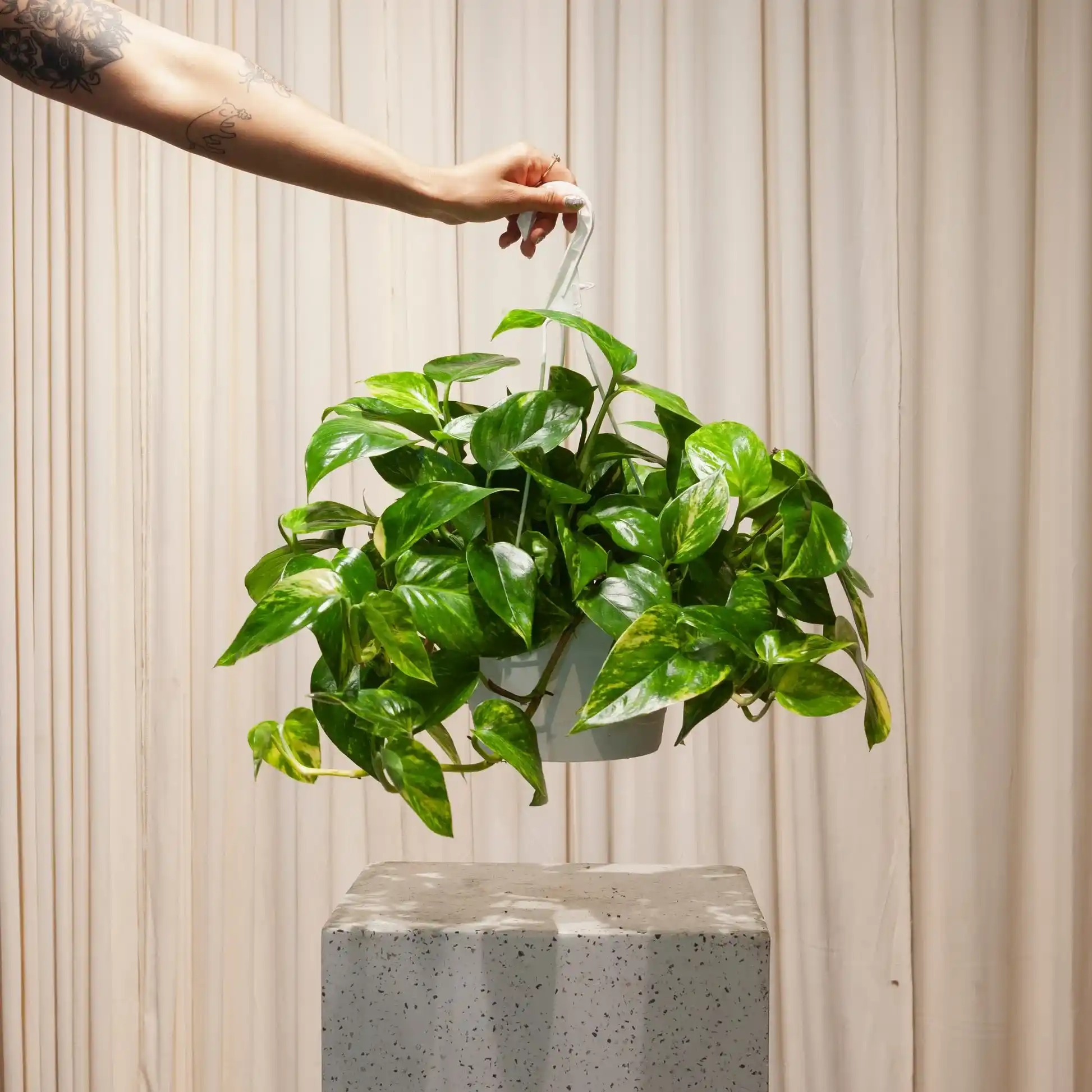 فایده گل پتوس