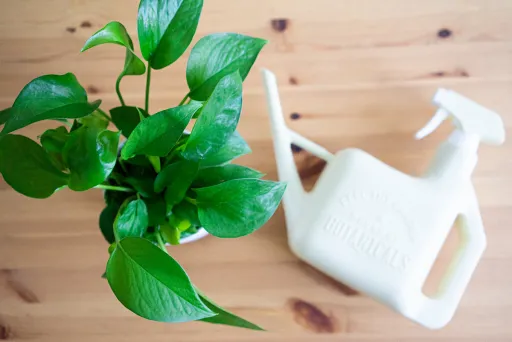 تعویض گلدان پتوس