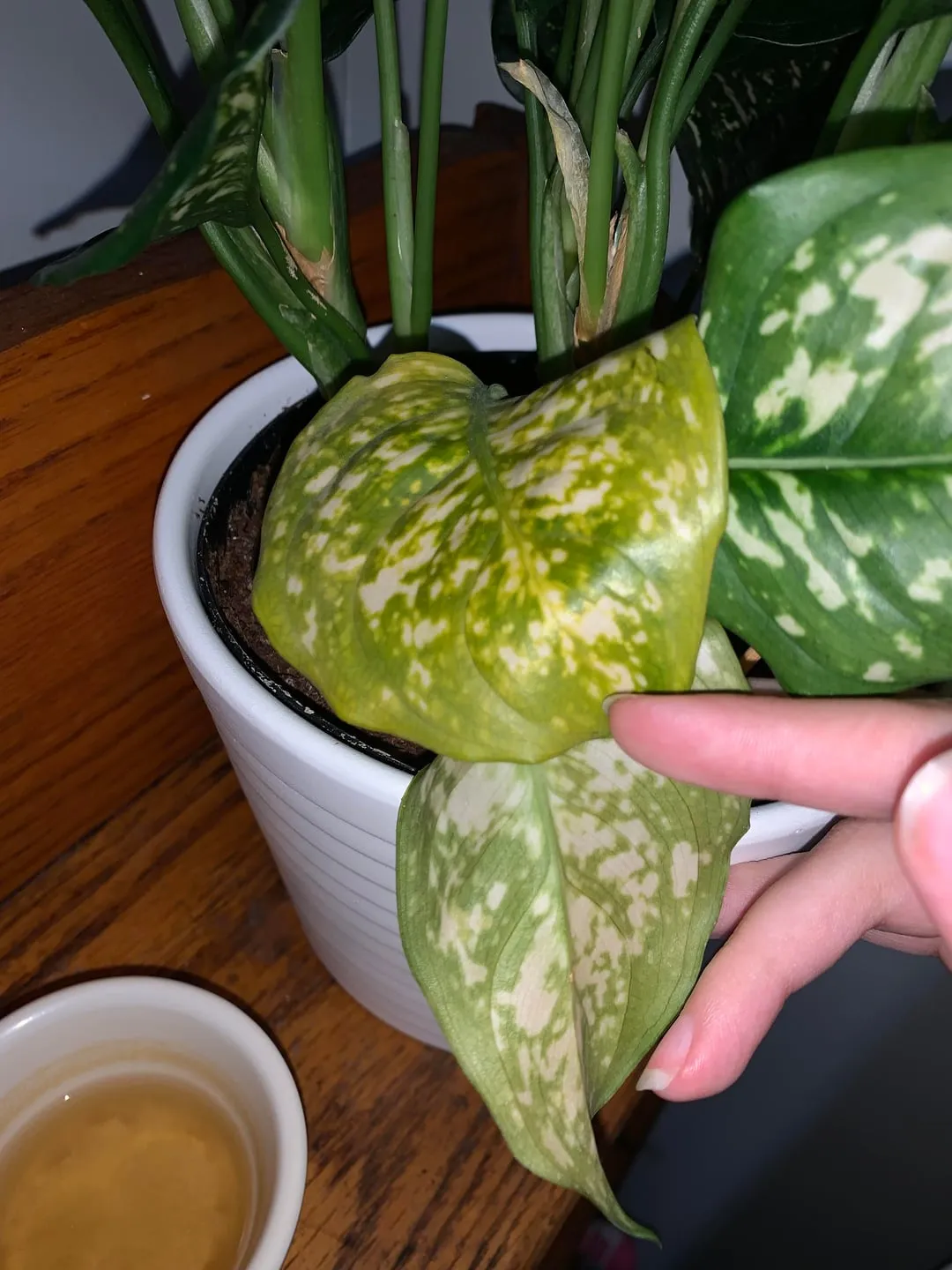 زردی برگ گل آگلونما از پایین