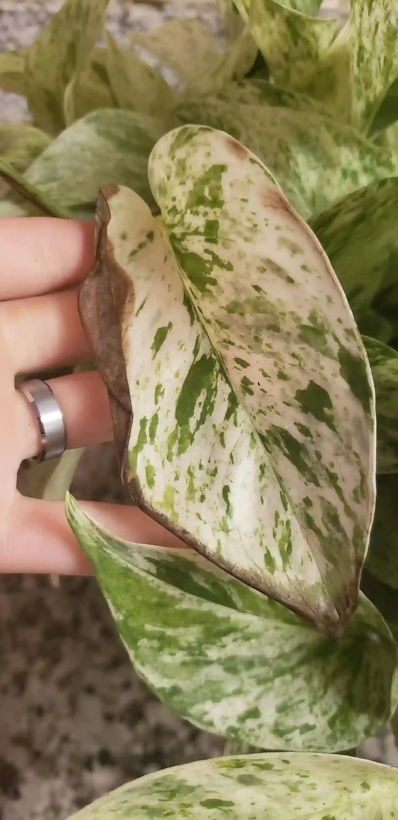 قهوه ای شدن نوک برگ پتوس