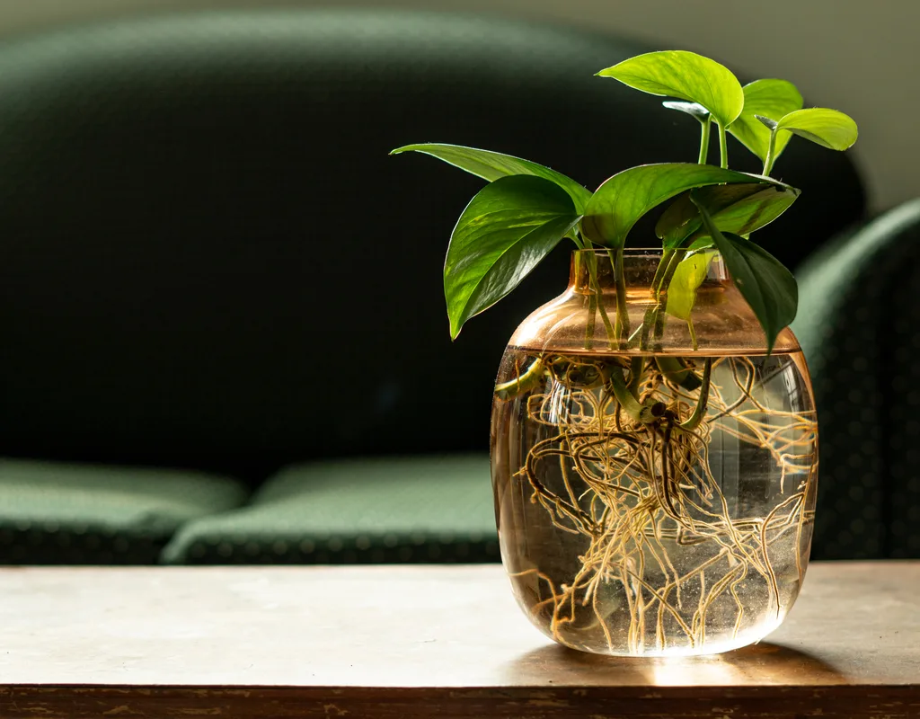 رشد جلبک در نگهداری پتوس