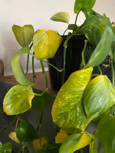 زرد شدن برگ پتوس بعد از تعویض گلدان