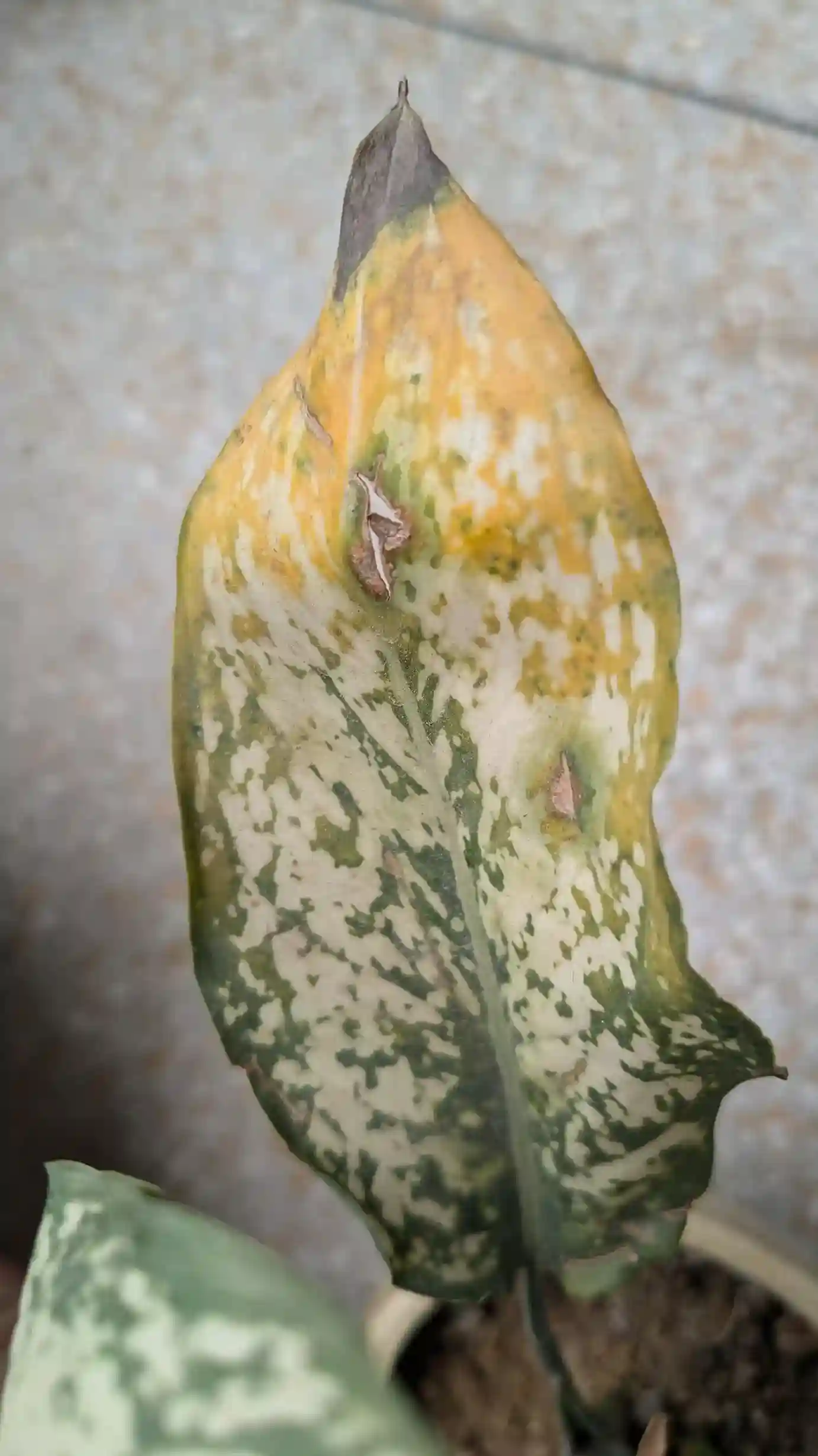 علت زرد شدن برگ آگلونما